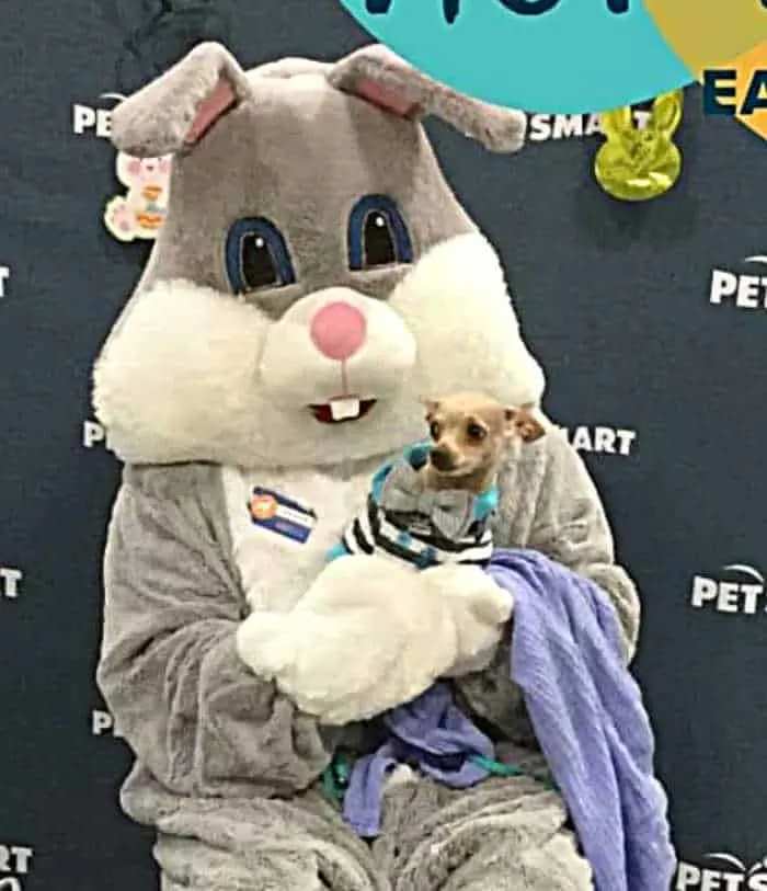 chihuahua sitting on Easter Bunny's lap