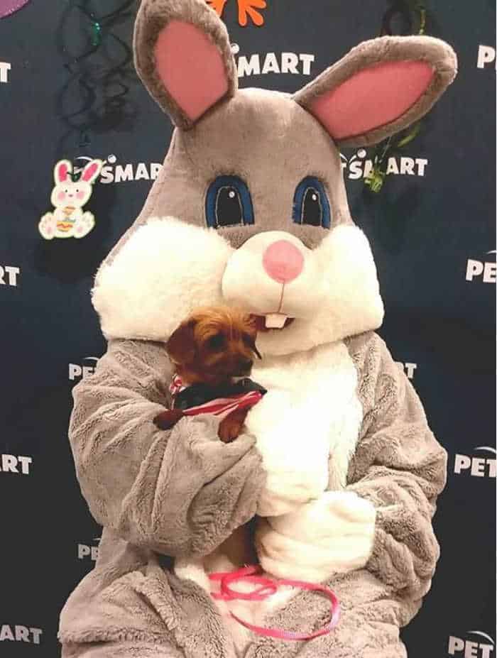 chihuahua mix sitting on Easter Bunny's lap
