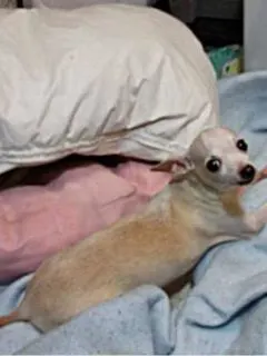 blond chihuahua laying on bed
