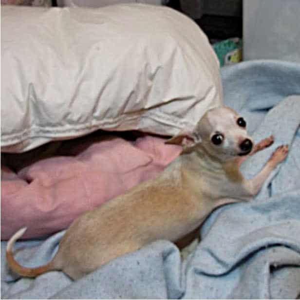 blond chihuahua laying on bed