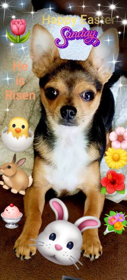 chihuahua ready for Easter