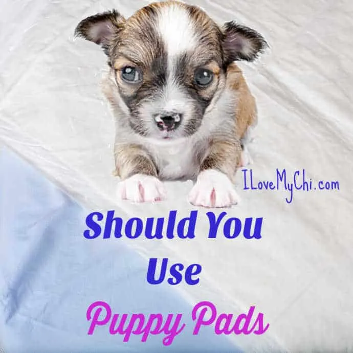 tiny chihuahua puppy on potty pad