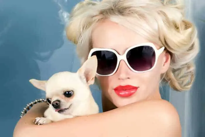blond woman in sunglasses holding chihuahua