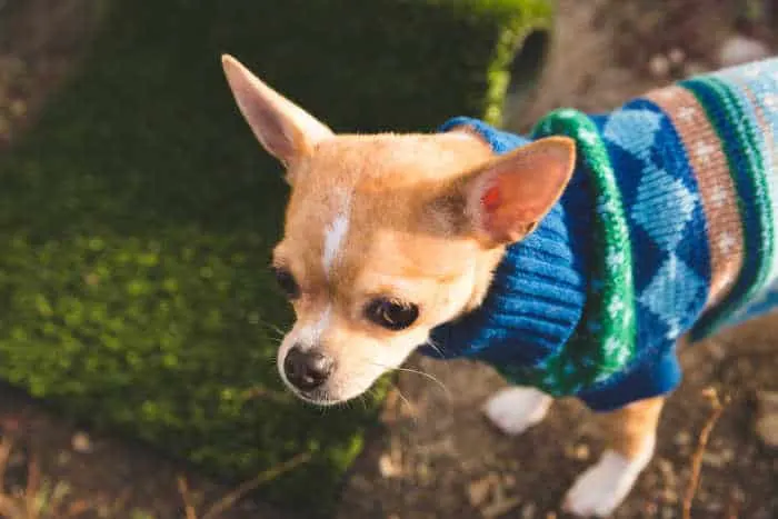 fawn chihuahua wearing blue sweater