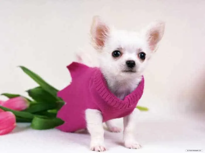 chihuahua with pink sweater