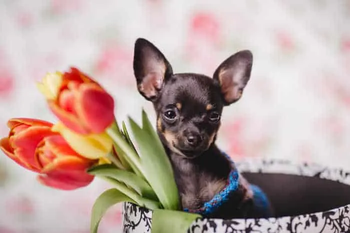 chihuahua with tulips