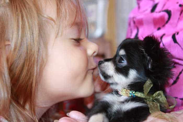 little girl kissing chihuahua puppy