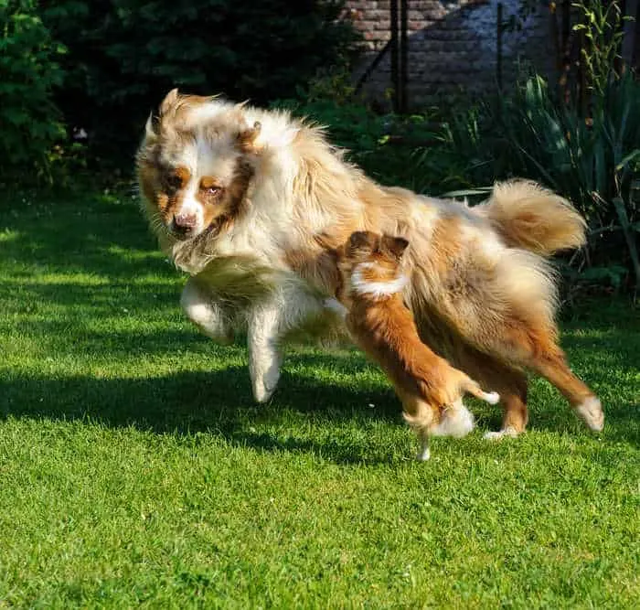 Collie playing with chihuahua on grass 