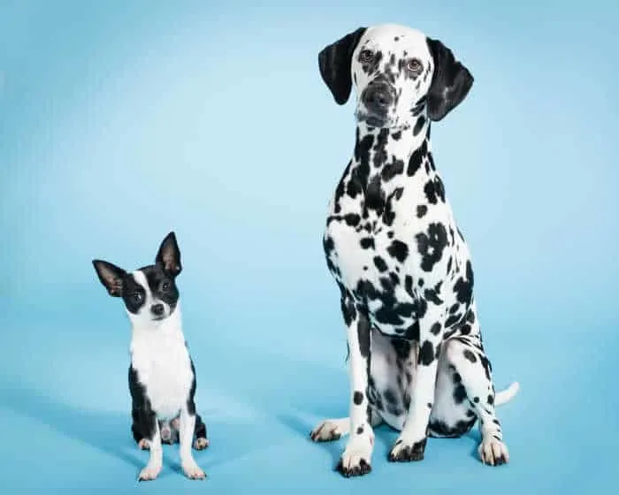 dalmation with black and white chi blue background 