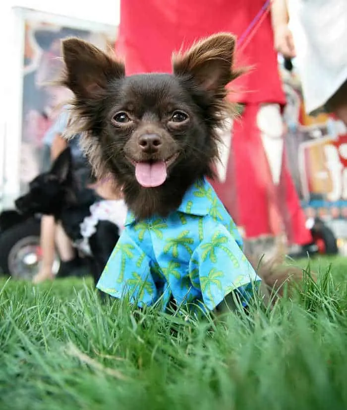 long hair chihuahua wearing blue shirt in grass 