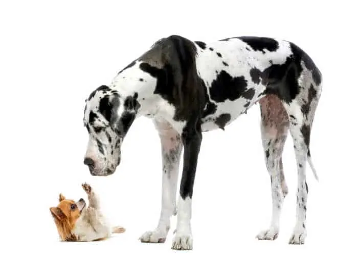 long hair chihuahua laying on back playfully Great Dane 