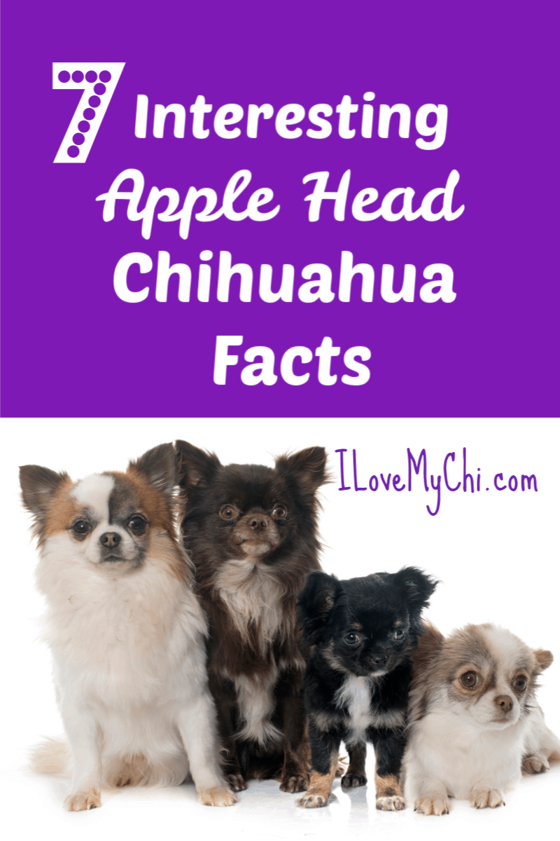 Chocolate apple head chihuahua sale