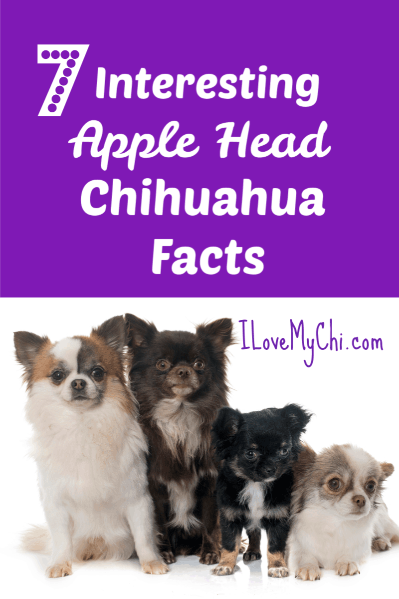 Apple head 2024 chihuahua price