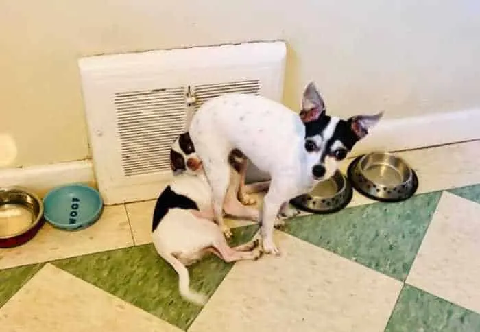 2 white and black chihuahuas with one laying on the floor and the other with his butt in the face of the 1st Chihuahua.