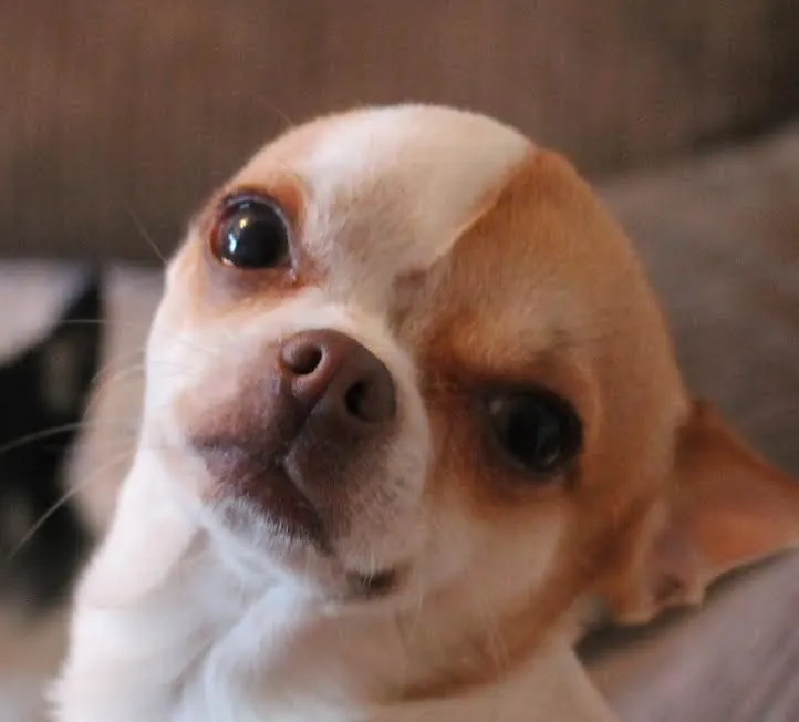 Cute Chihuahua face.