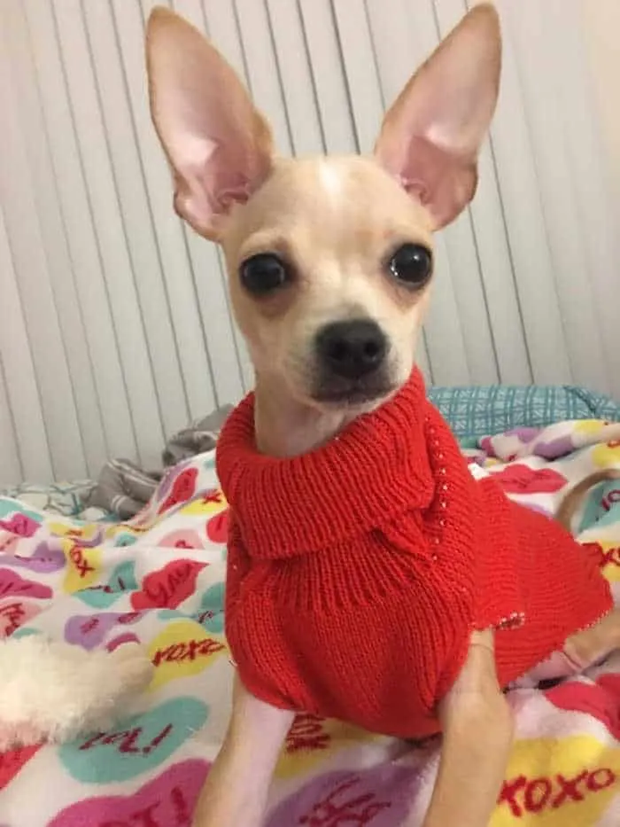 Fawn Chihuahua wearing red sweater.