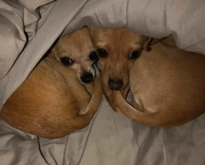 2 chihuahuas sleeping head to head