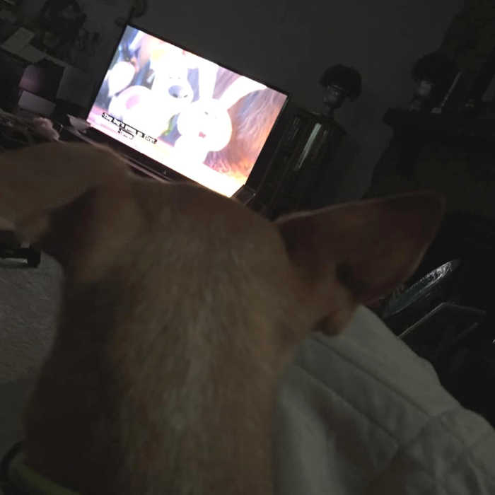 Chihuahua watching a movie.