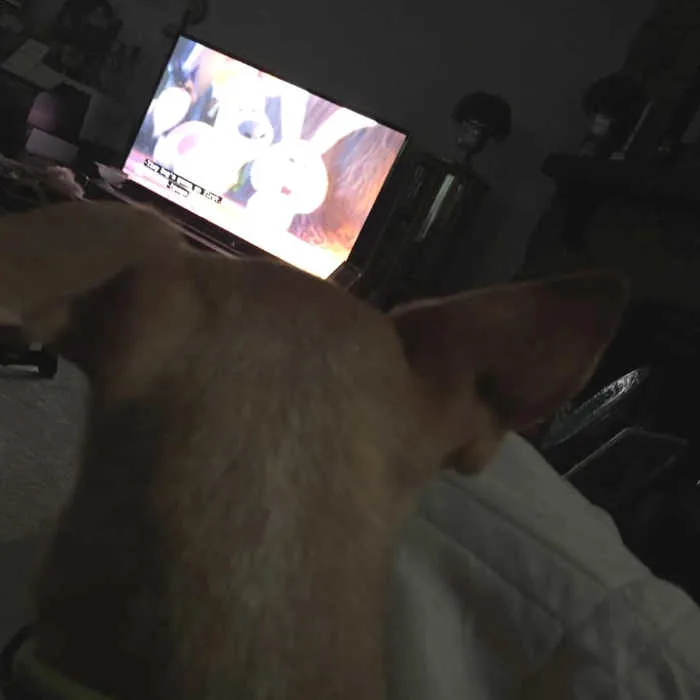 chihuahua watching a movie