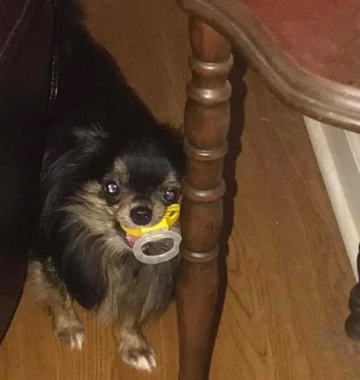 Fiona the chihuahua with a pacifier in her mouth