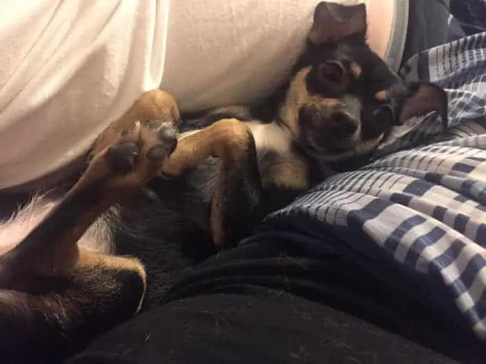 chihuahua laying on her back