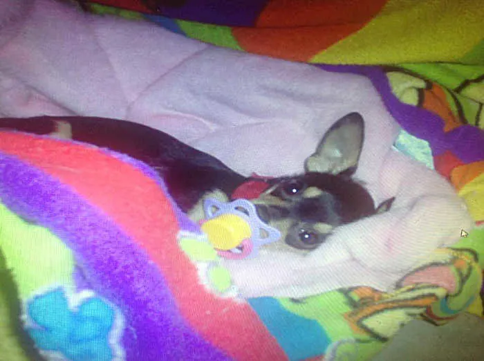 Febe the chihuahua with pacifier in her mouth laying bed.