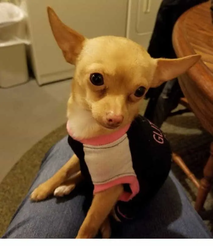 Gidget the chihuahua  wearing a shirt.