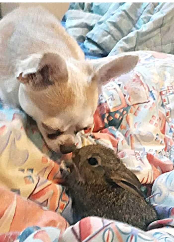 Chihuahua nose to nose with small bunny.