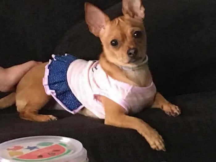 Fawn chihuahua laying down wearing a pink and blue dress.