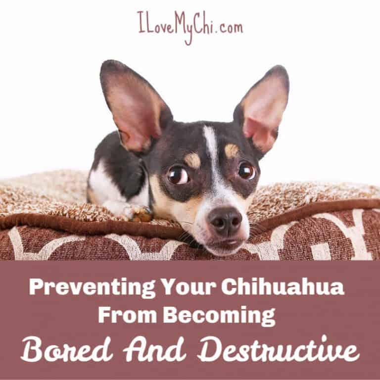 chihuahua laying on dog bed looking up