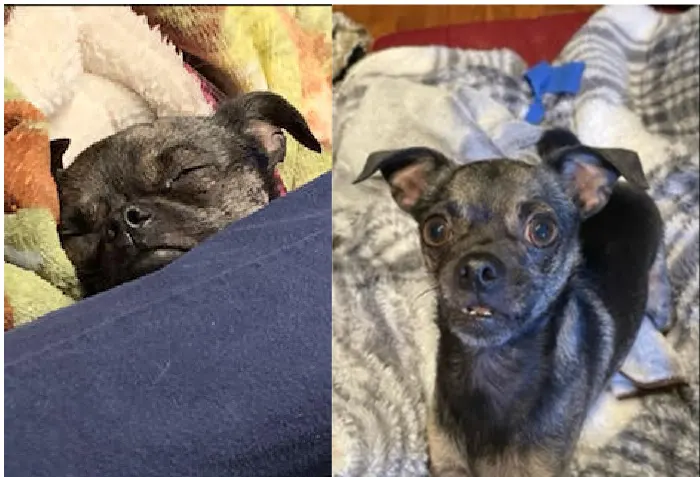 2 photos one of a chihuahua asleep under covers the other standing on a plaid blanket.