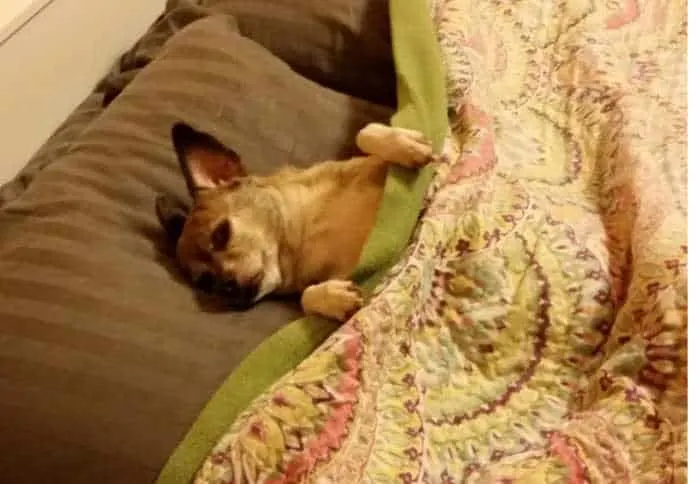 Lilly the chihuahua tucked in bed.