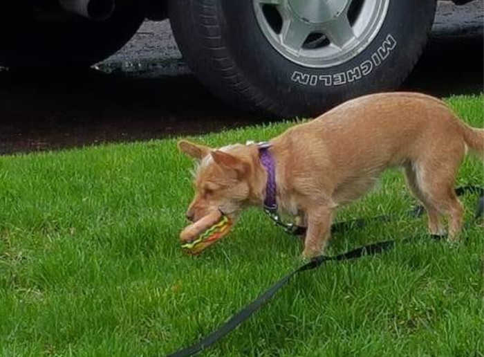 chihuahua walking with toy hamburger in mouth
