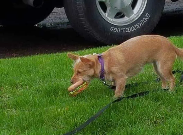 Chihuahua walking with toy hamburger in mouth.