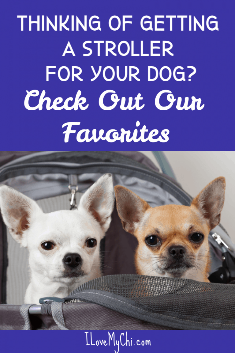 Top 10 Pet Strollers for Your Chihuahua I Love My Chi I