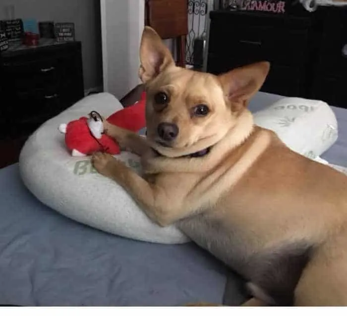 Big Rocco Vincenzo the chihuahua with a red tedy bear.