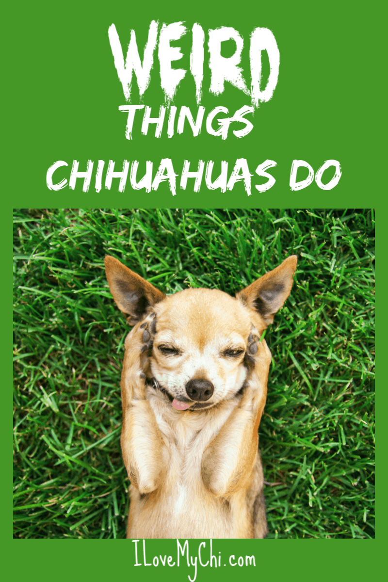 Weird Things Chihuahuas Do I Love My Chi