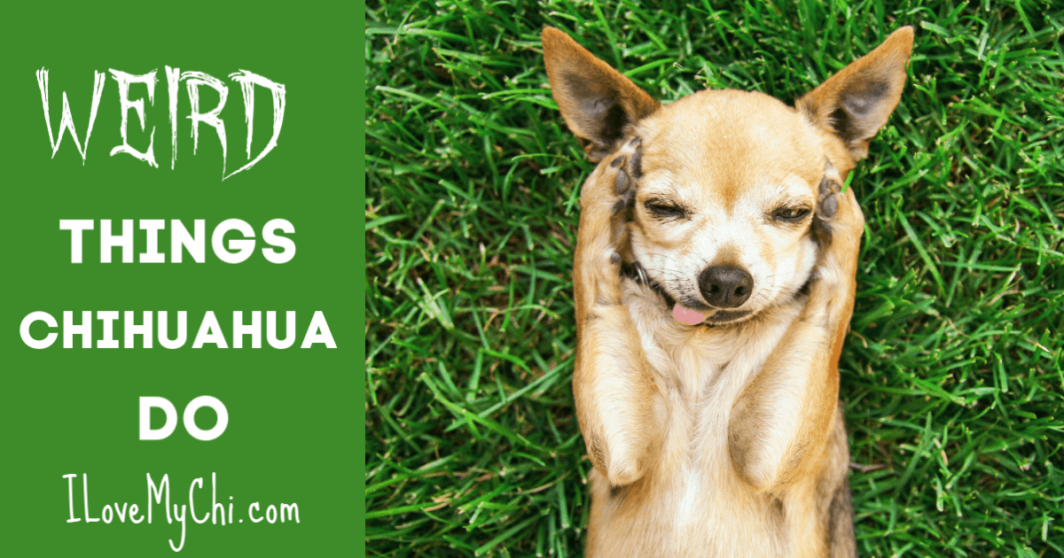 things about chihuahuas