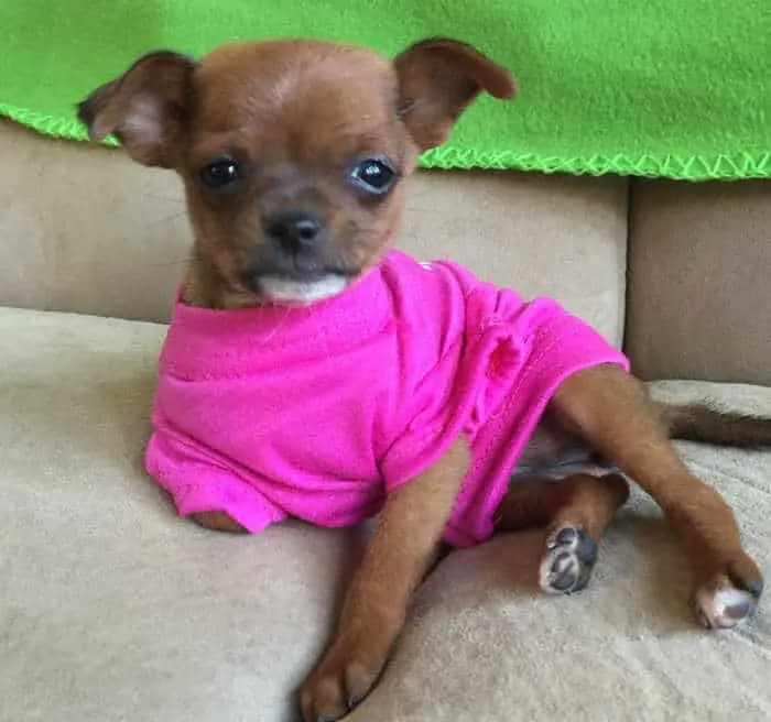 adorable puppy in hot pink shirt