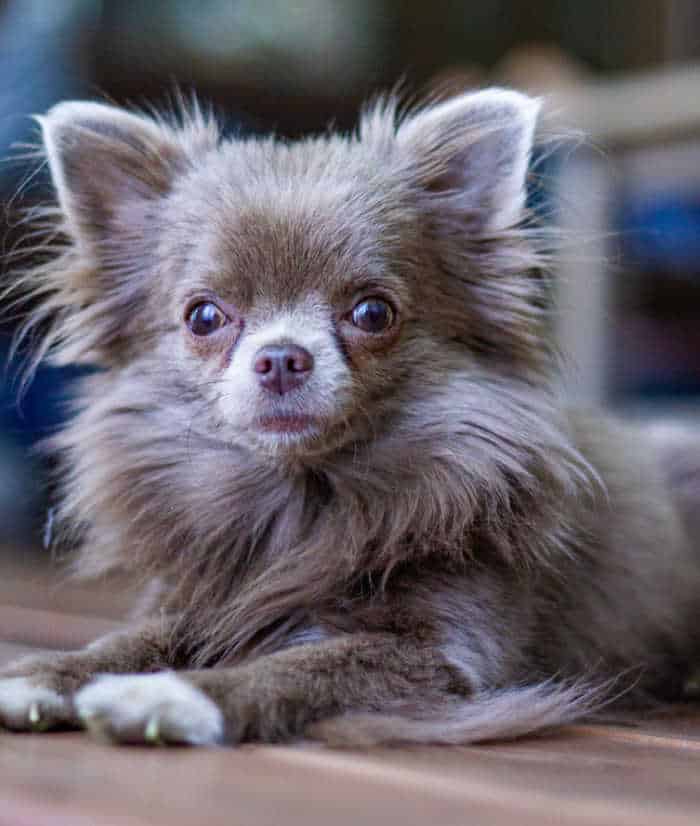 long hair blue applehead chihuahua