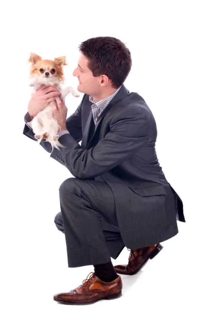 business man holding chihuahua