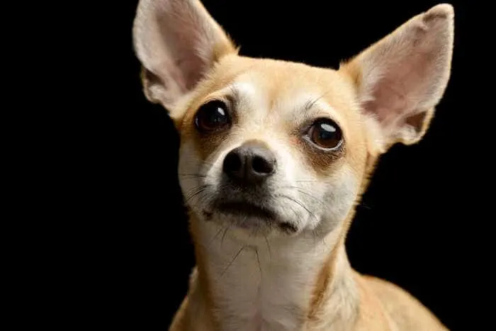close up of fawn chihuahua face 