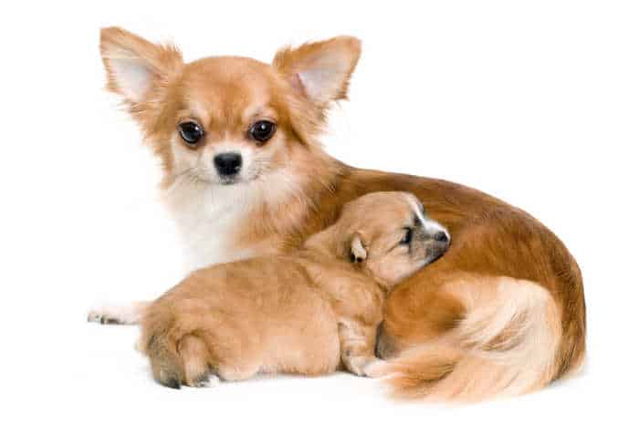 Long haired hotsell applehead chihuahua puppies