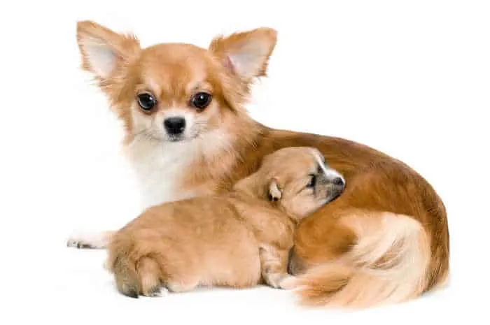 fawn chihuahua mother with puppy