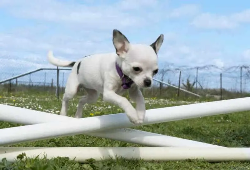 chihuahua jumping fence