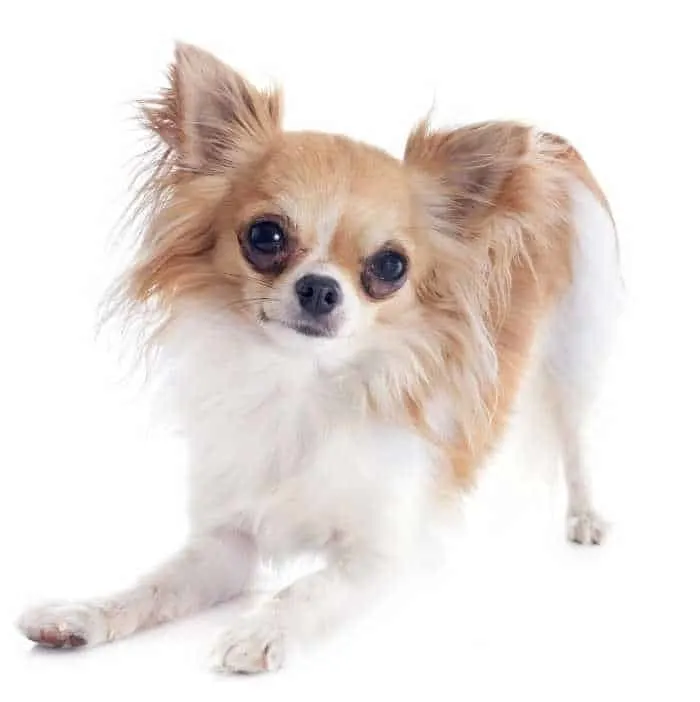 Westminster Chi-Chi The Chihuahua Wind Up Toy