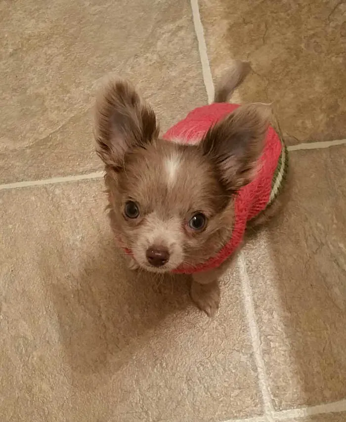 puppy looking up with sweater 