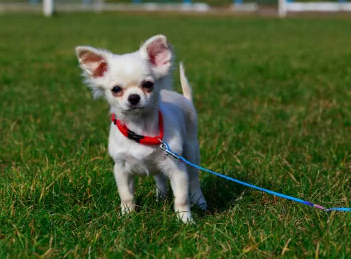 white chihuahua puppy on leash