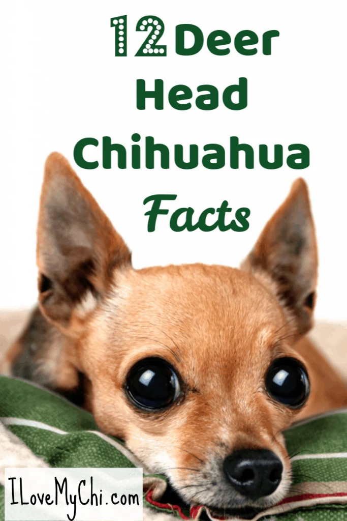 deer head chihuahua with big eyes