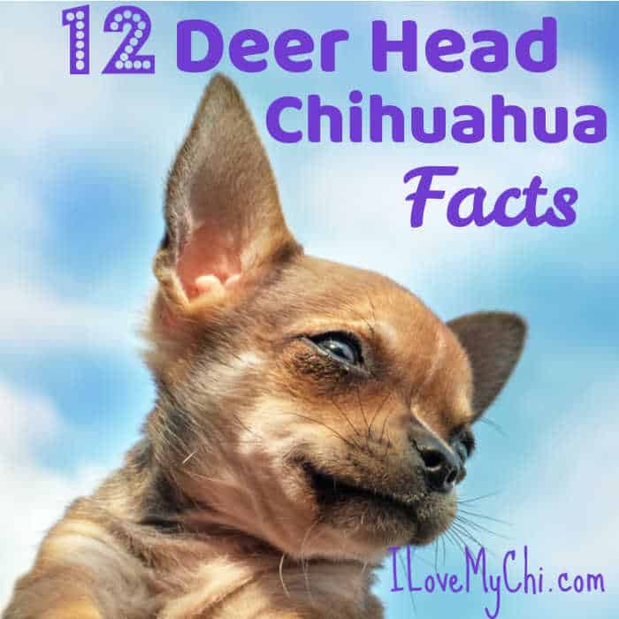 chihuahua head view with blue sky background